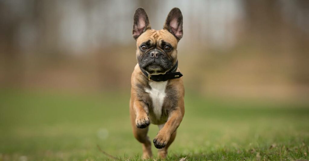 French Bulldog