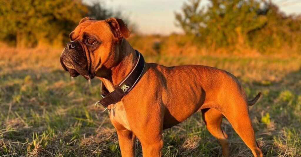 Leavitt BullDog