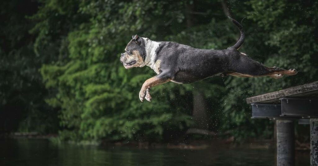 Olde English Bulldogge