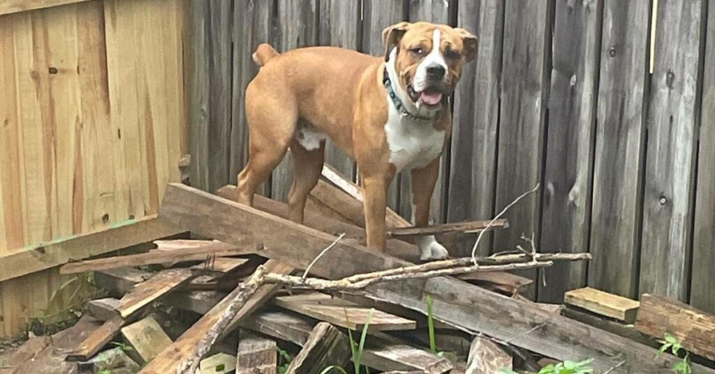 Valley Bulldog