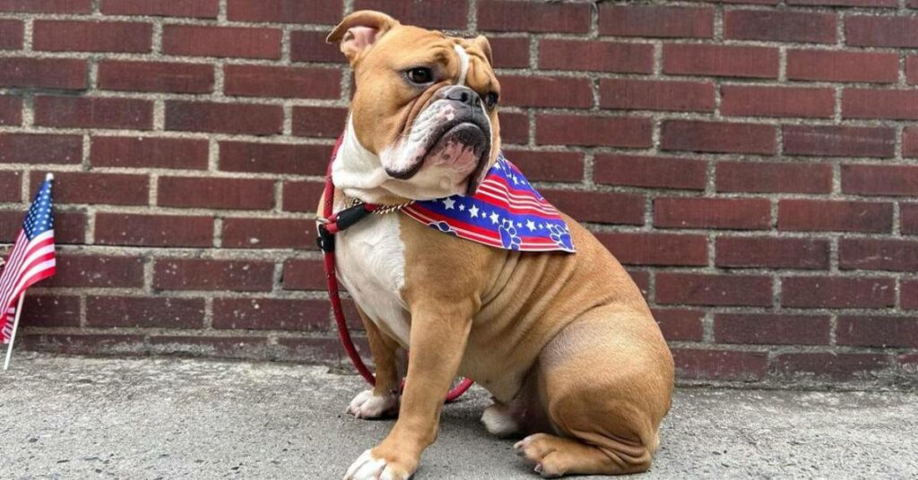 victorian bulldog
