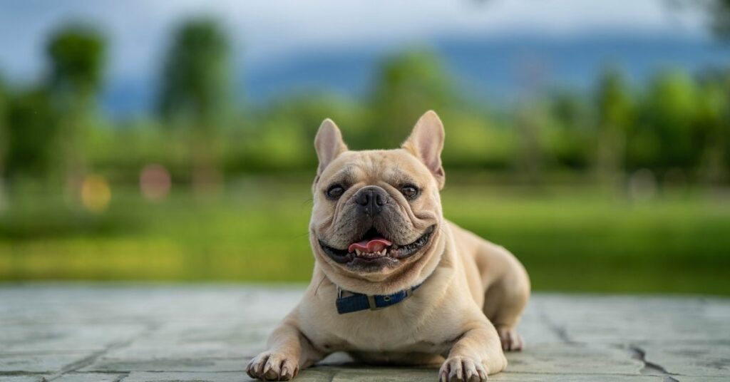 english bulldog colors