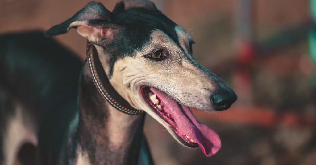 Kanni Dogs