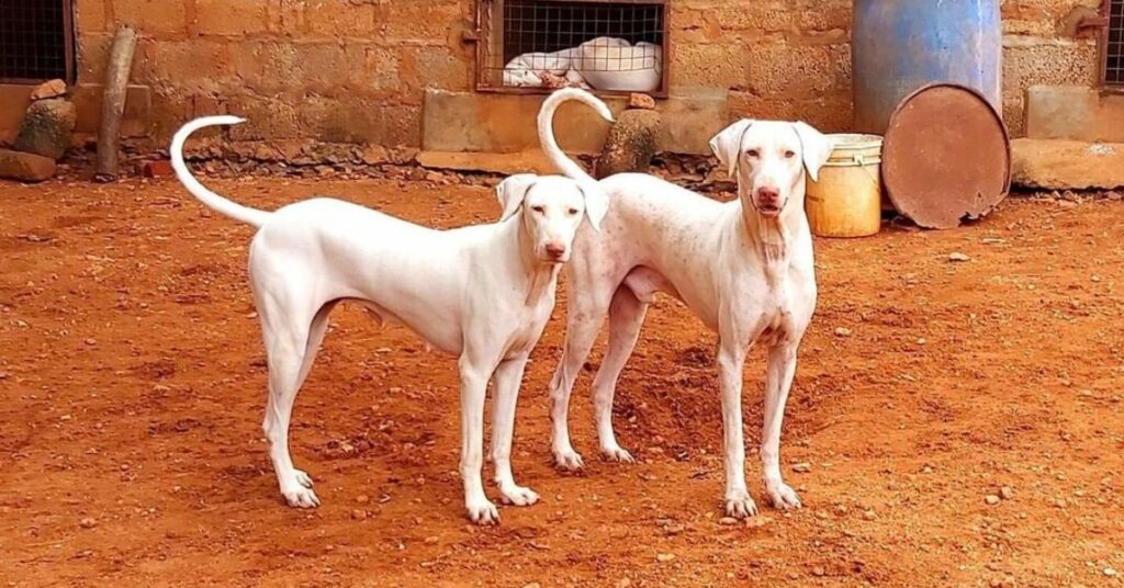 Rajapalayam Dogs
