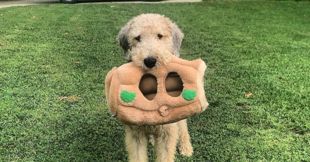 Airedoodle